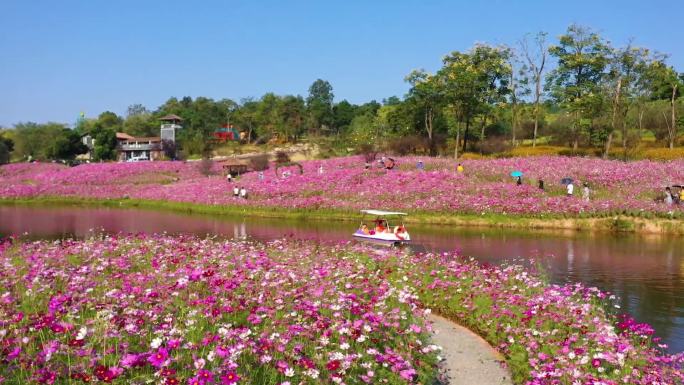 航拍花海游船