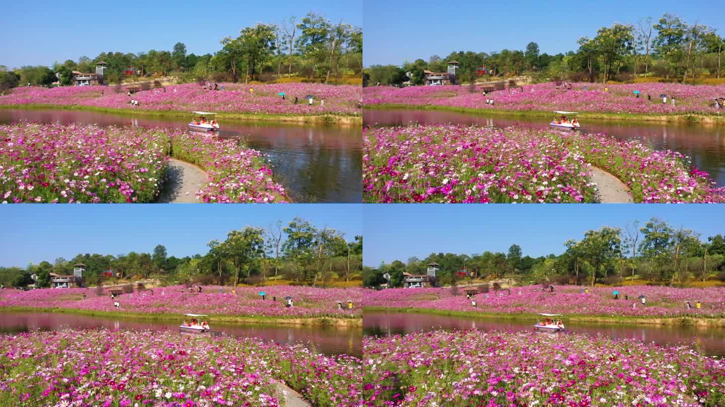 航拍花海游船