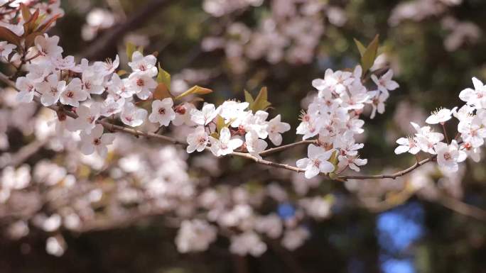 实拍春天公园樱花桃花