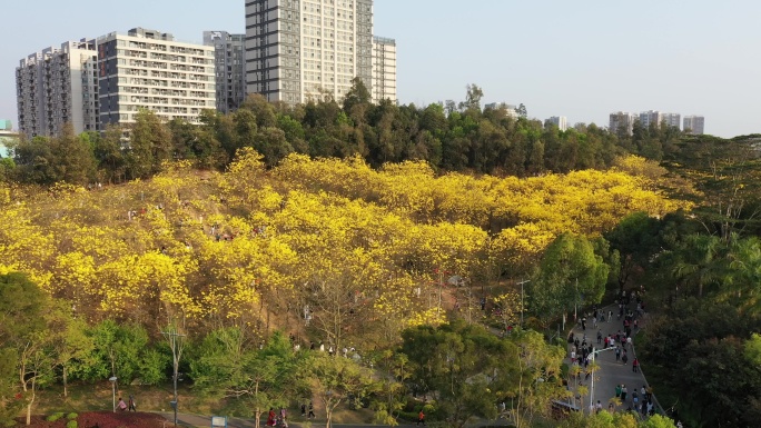 深圳平湖生态园