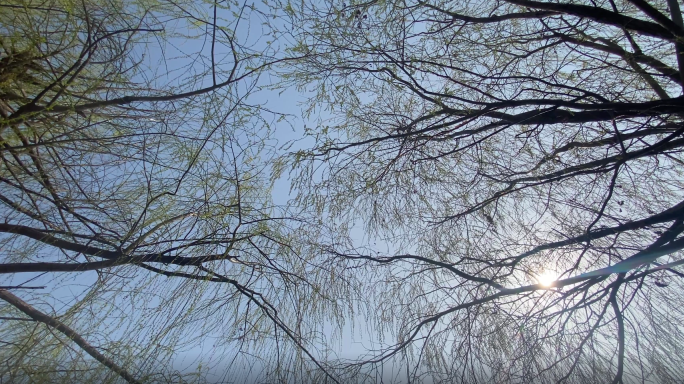 春天柳树发芽唯美空镜头