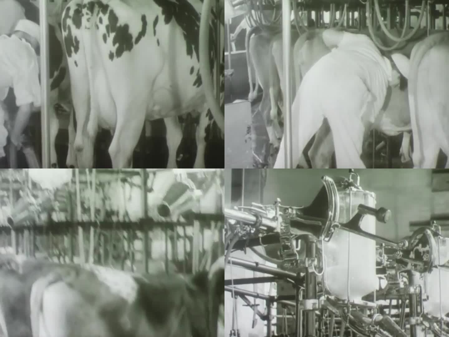 30年代自动化挤奶