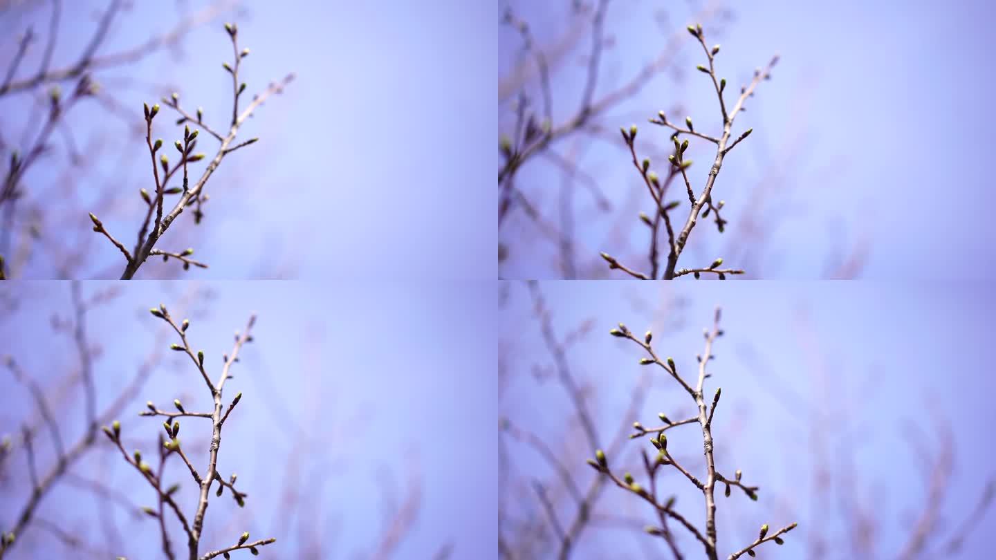 风景树 芽 嫩芽 前景