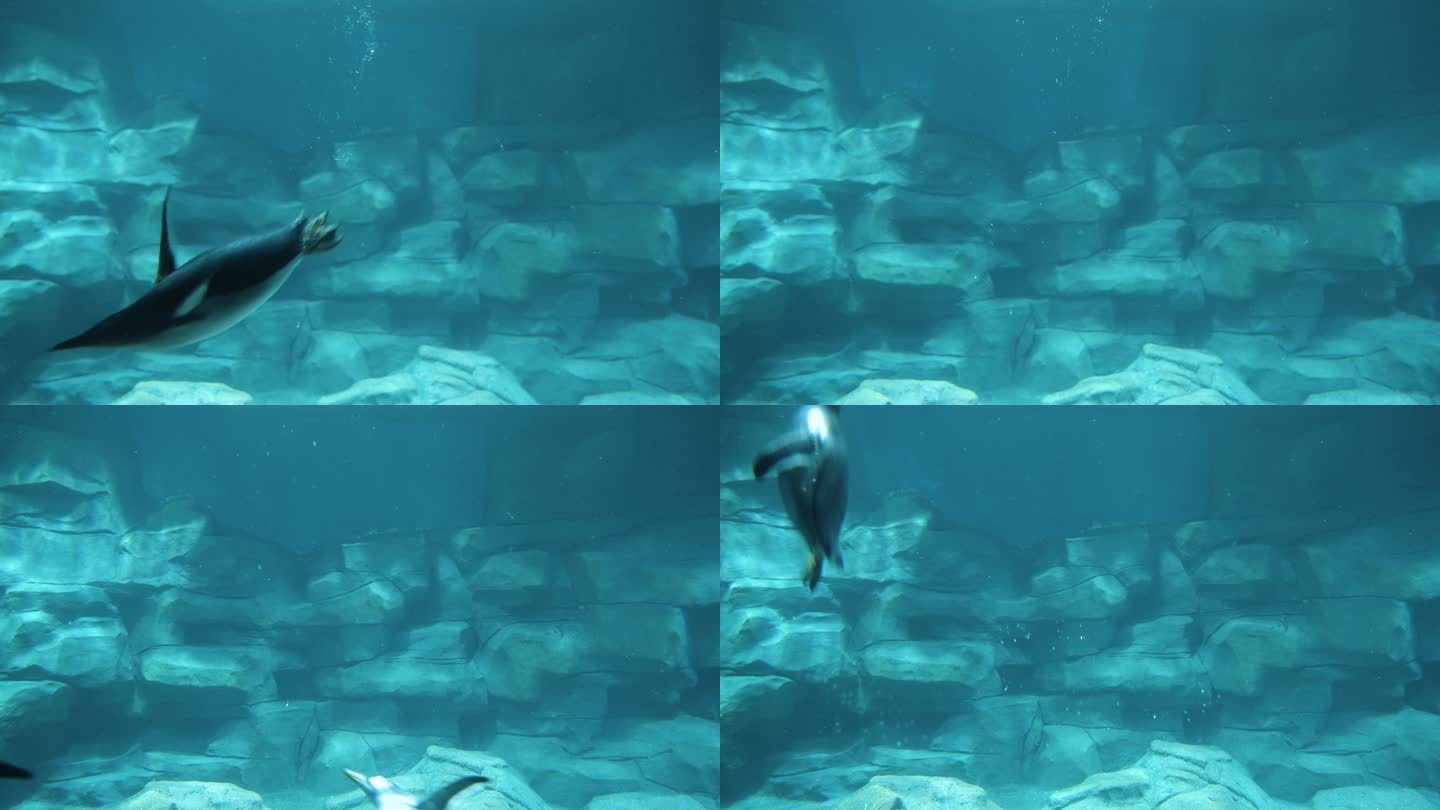 企鹅潜水下水游动
