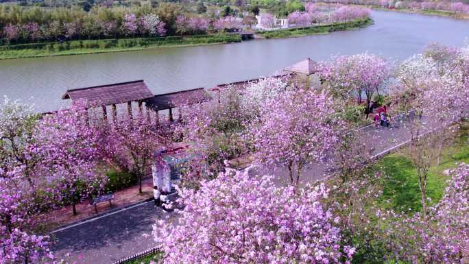 广州湿地公园三月紫荆花长廊航拍4K视频