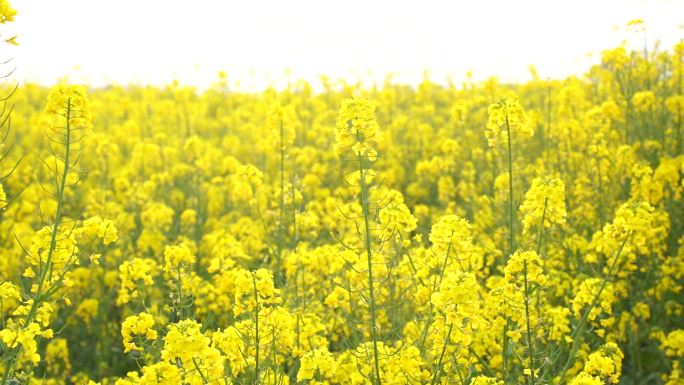 油菜花田