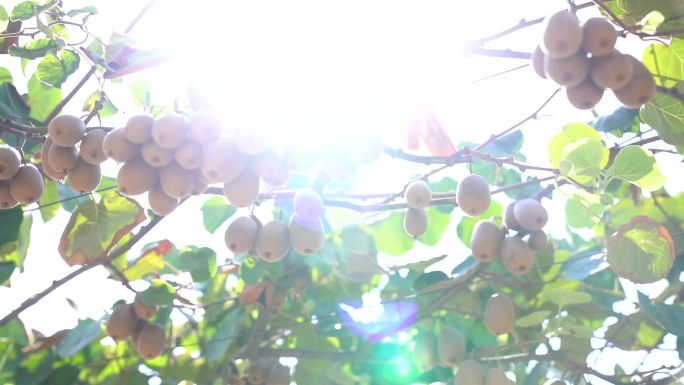 唯美原创水果猕猴桃葡萄提子桃子采摘