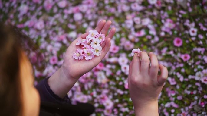 春天花飘落 捡桃花 手拿桃花