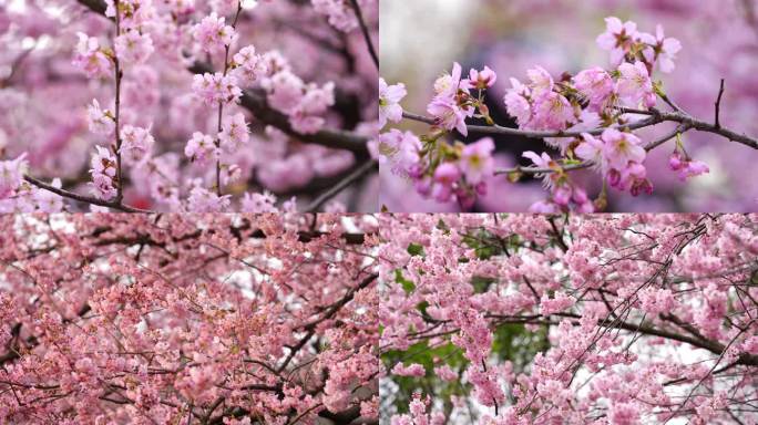 武汉东湖樱花园粉色樱花技头特写汇总2