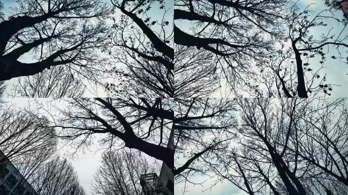4K冬季的树木