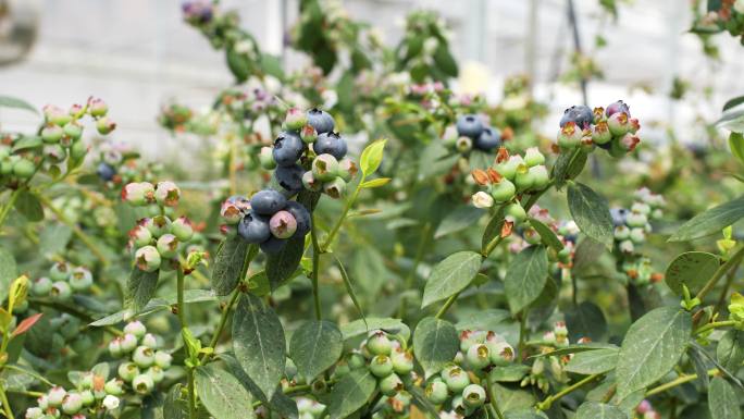 蓝莓开花结果采摘种植园果汁酱特写大棚基地