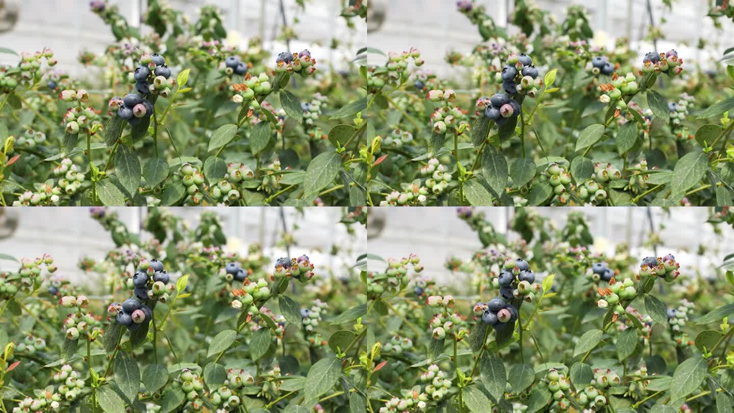 蓝莓开花结果采摘种植园果汁酱特写大棚基地