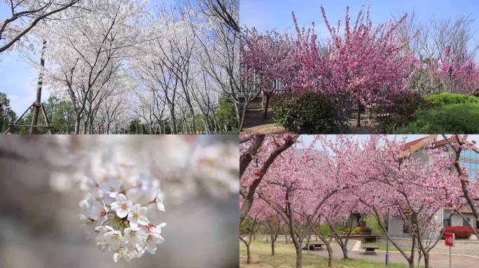 实拍春天公园樱花桃花