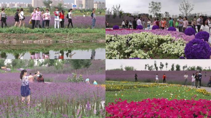 薰衣草基甘肃金昌戈壁花城全国文明城市花海