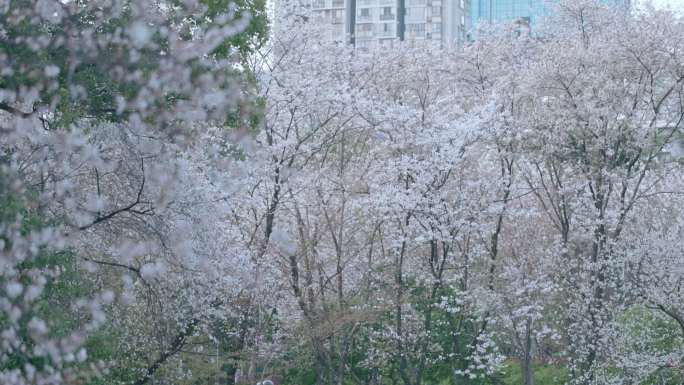 春天长沙望月公园早樱花