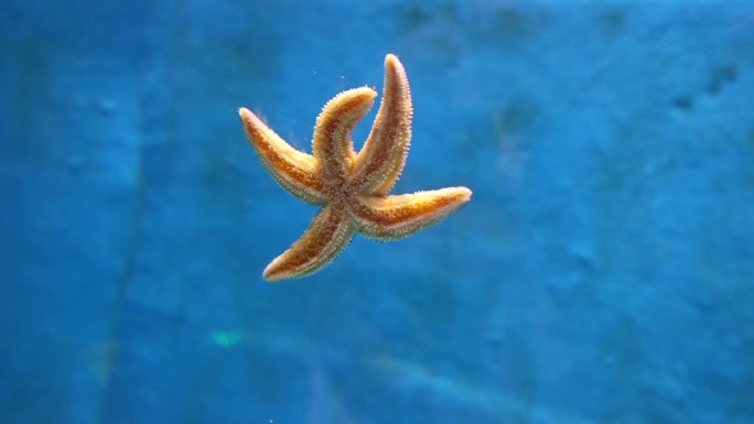 海星 海洋生物 唯美 青岛 水族馆