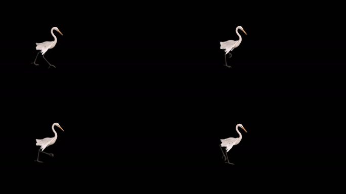 鹤动画三维动物带通道
