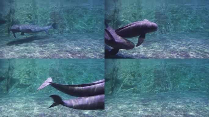 水下游动的江豚