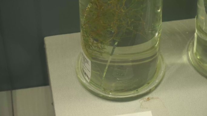 镜头合集植物标本蕨类苔藓标本(1)