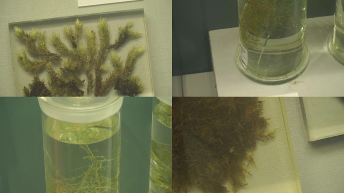 镜头合集植物标本蕨类苔藓标本(1)