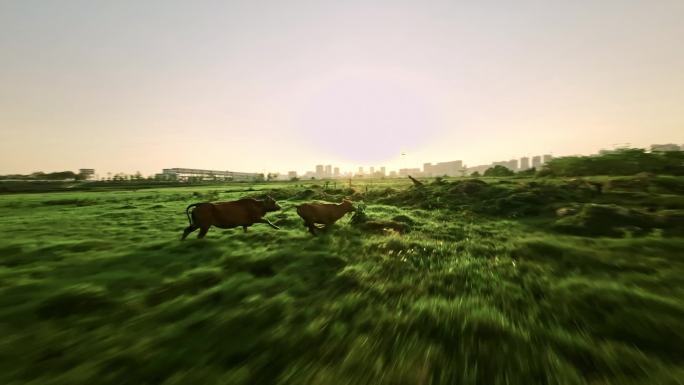 一群黄牛在青草田地里地奔跑