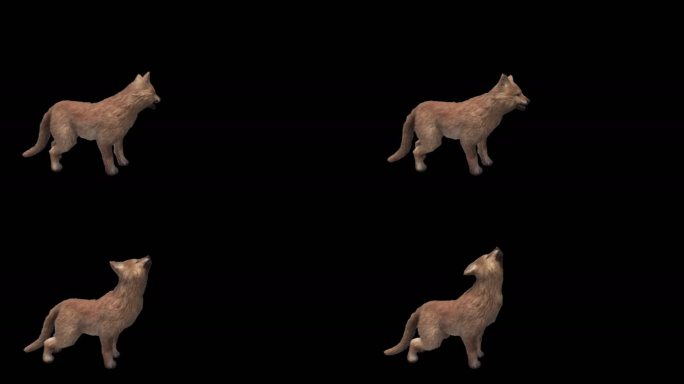狼动画三维动物带通道
