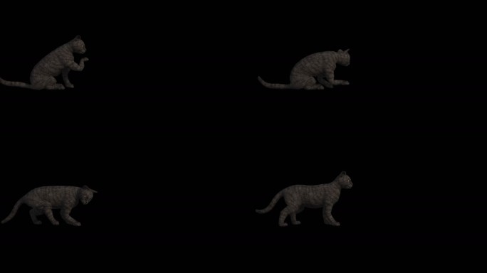 猫动画三维动物带通道