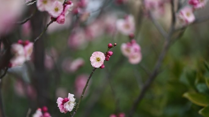 高清微距梅花120帧升格视频