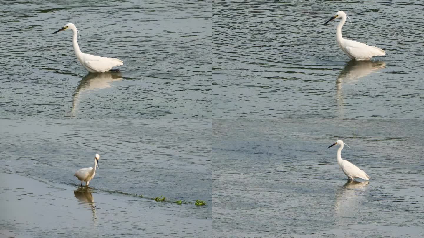 水里的白鹤