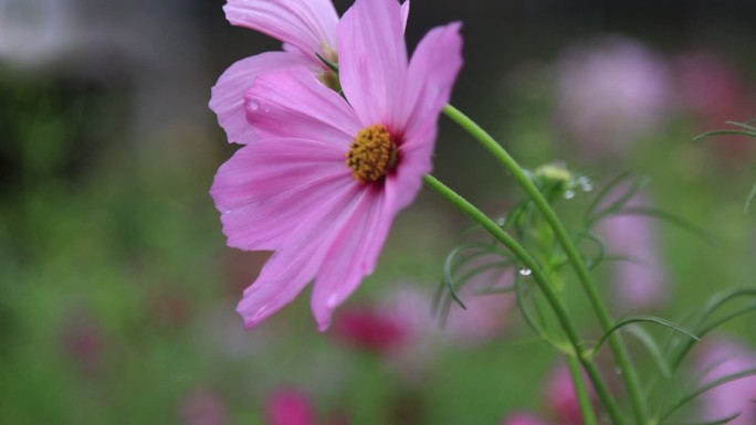 雨后花朵