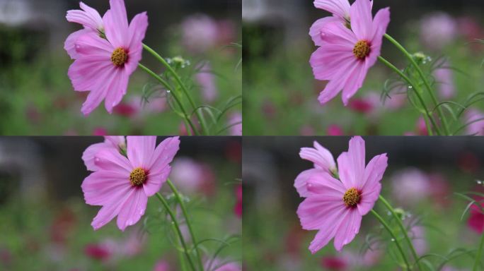 雨后花朵