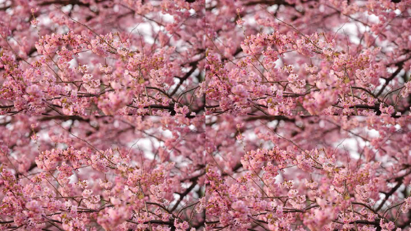 武汉东湖樱花园粉色樱花特写镜头2