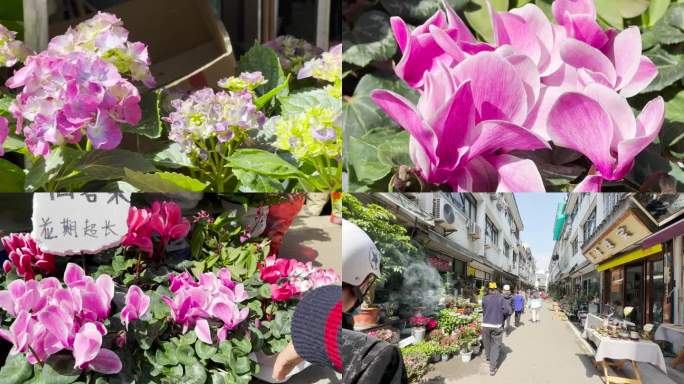 3花卉市场花鸟市场花卉市场人流苏州花卉