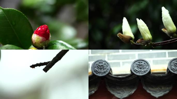 春雨雨滴水滴植物水珠惊蛰万物复苏滋润花语