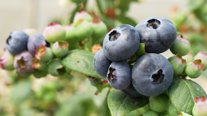 大颗蓝莓采摘种植园加工果汁酱特写大棚基地