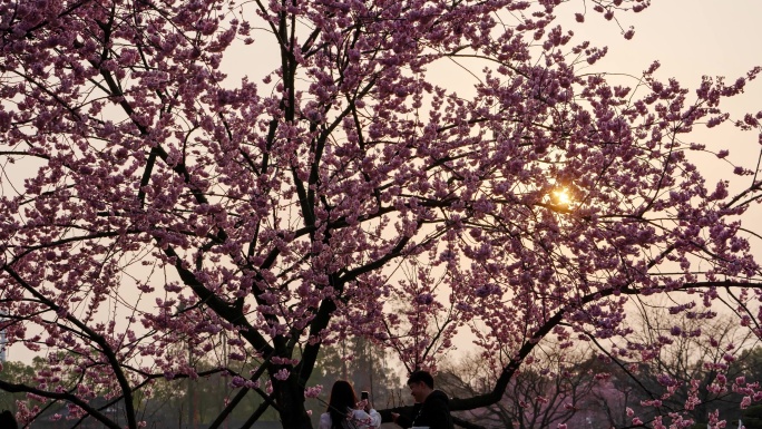 樱花树上的太阳延时镜头