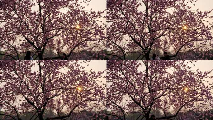 樱花树上的太阳延时镜头