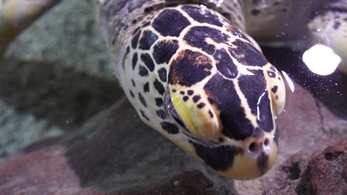 海龟岸边爬行觅食