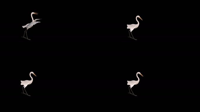 鹤动画三维动物带通道