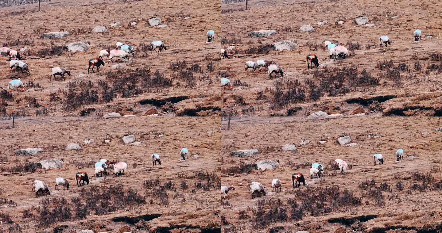 青藏高原 冬天 牧场 羊群 高山 峡谷