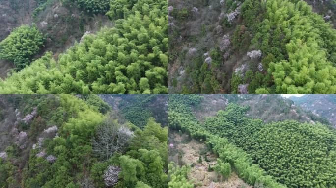 浦江花桥樱花翠竹金坞村风光航拍