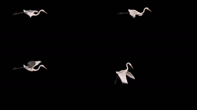 白鹤动画三维动物带通道