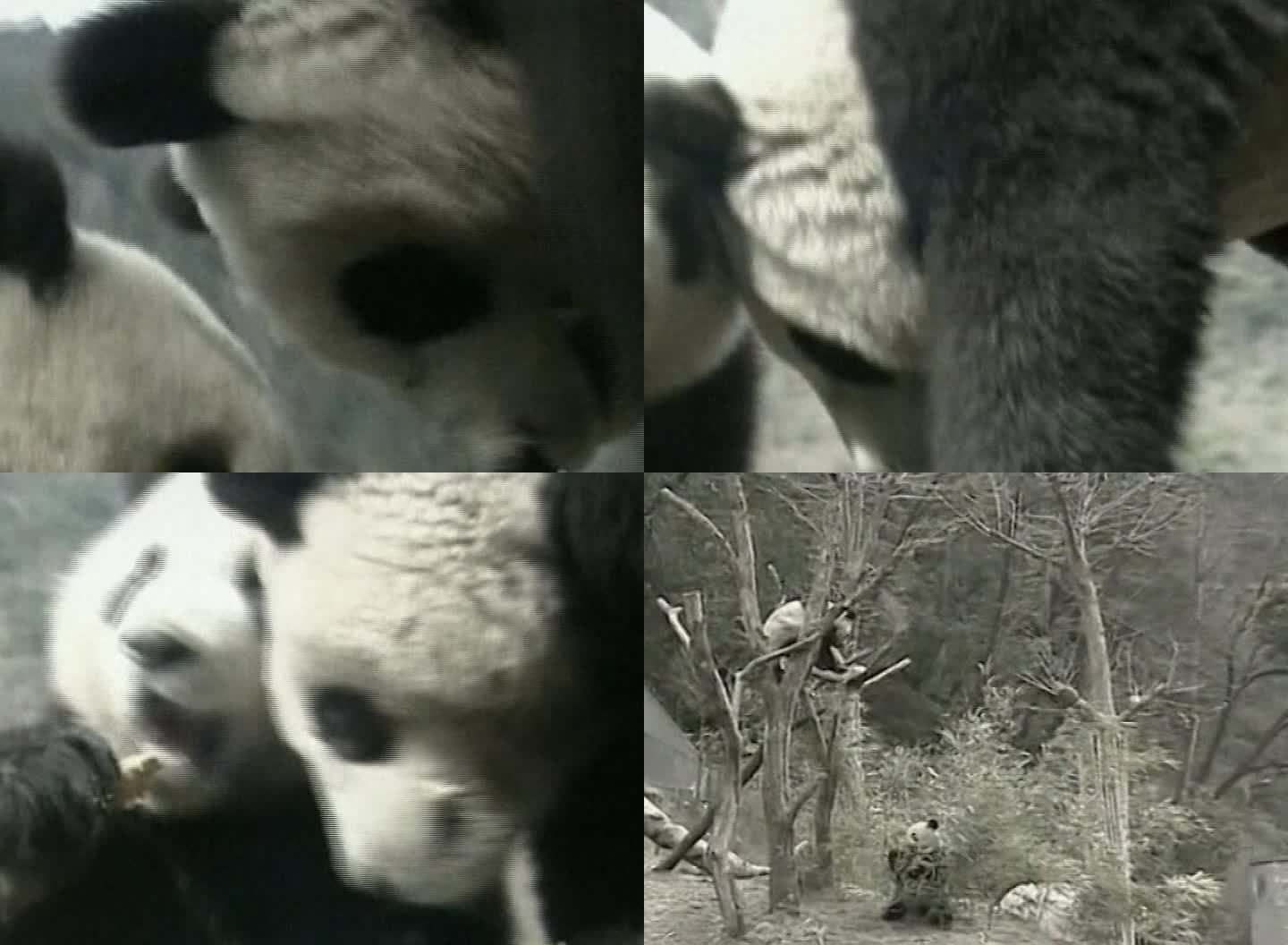 06年熊猫