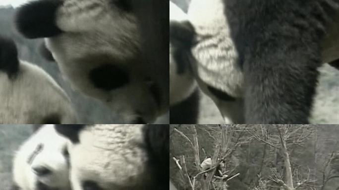 06年熊猫