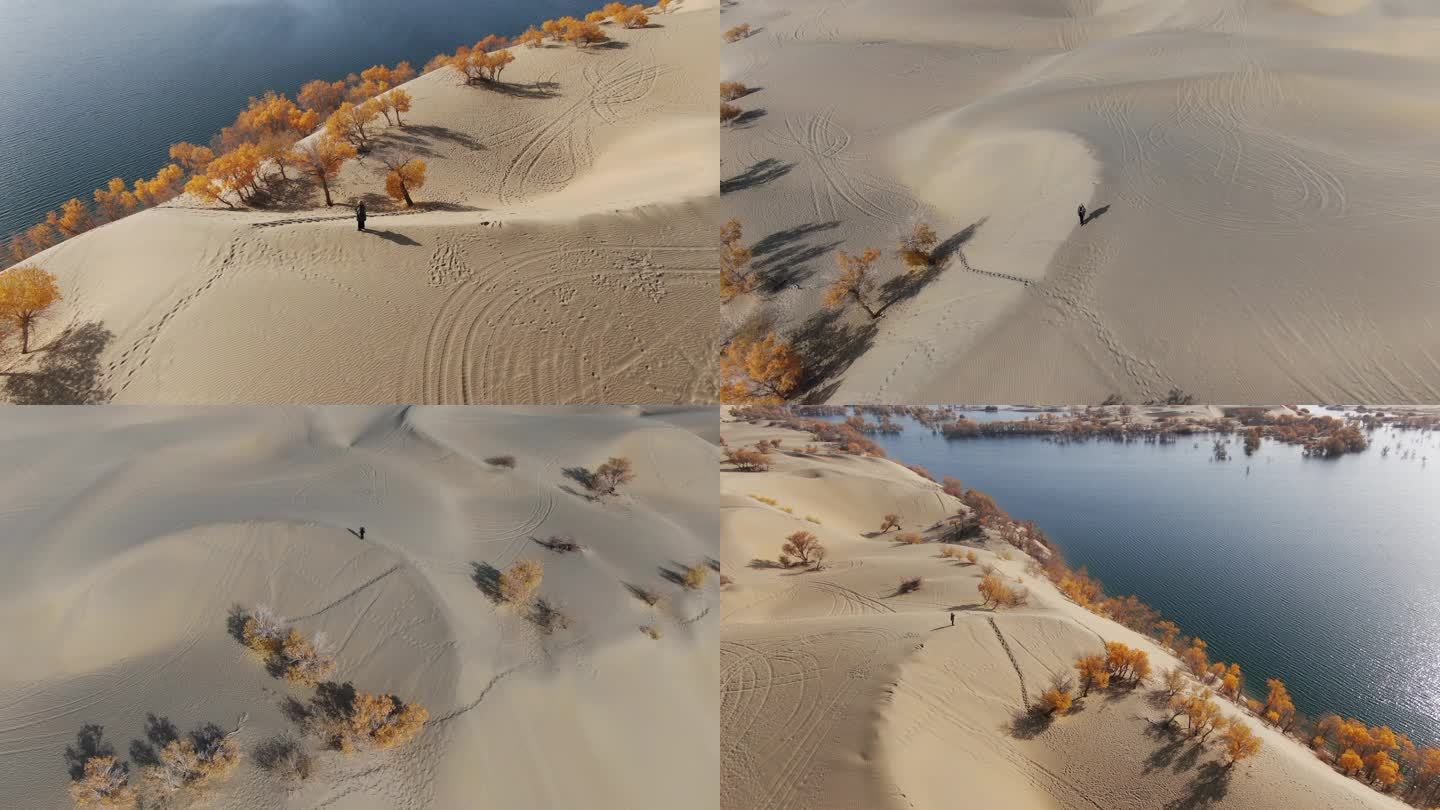 新疆塔克拉玛干沙漠胡杨林实拍航拍俯视全景