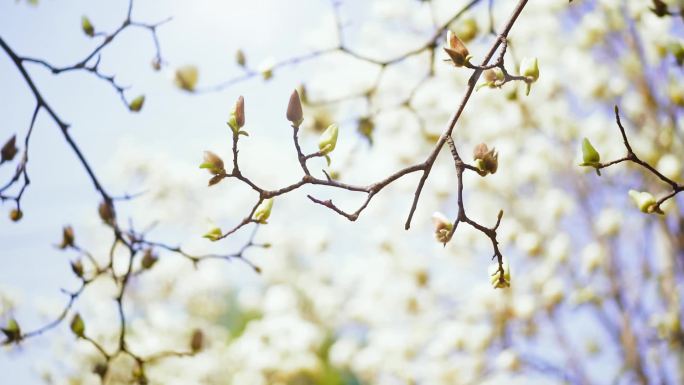 白玉兰  春暖花开 玉兰花开花