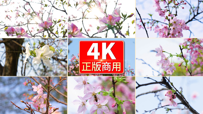 唯美紫荆花 樱花4K(精简版) V03