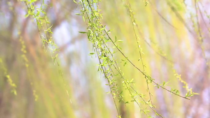 春天百花齐放 柳树柳枝 日出剪影春暖花开