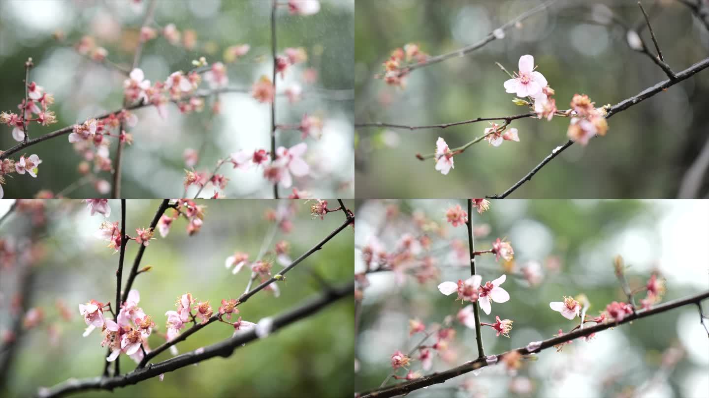 雨中浪漫桃花樱花实拍