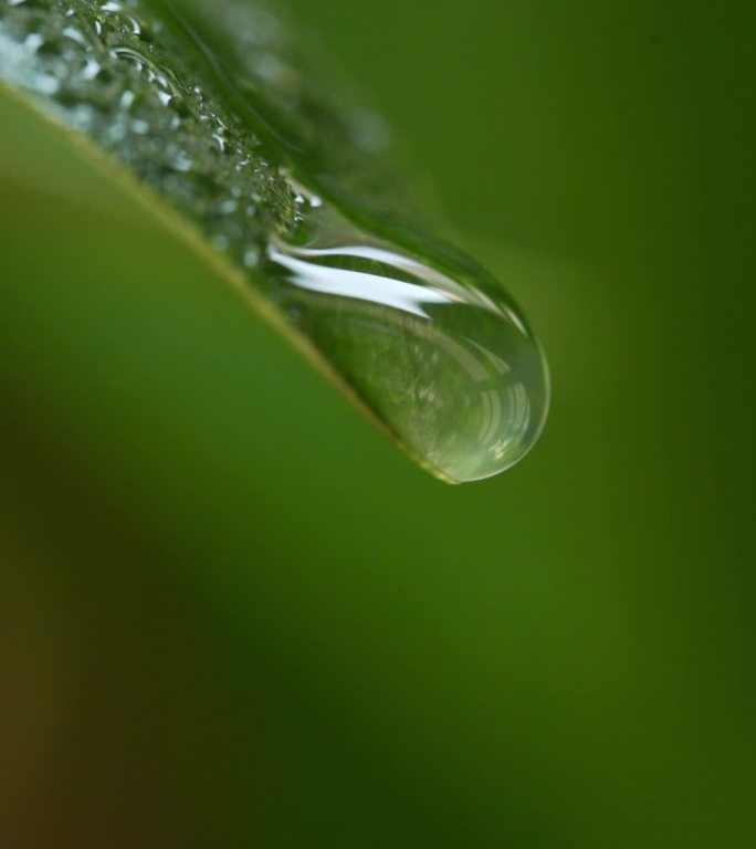 谷雨 雨滴 雨中 雨后 水滴叶子 水珠